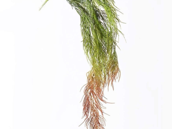 Τεχνητή Κρεμαστή Φτέρη 7361-7 15x83cm Green-Red Supergreens Πολυαιθυλένιο