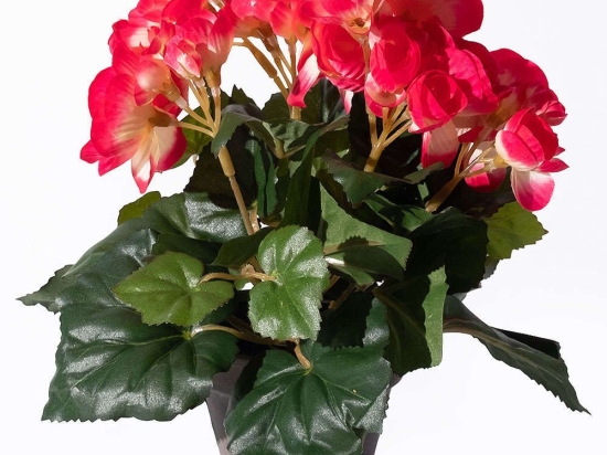 Τεχνητό Φυτό Μπιγκόνια 4390-6 20x20x25cm Dark Pink Supergreens Πολυέστερ