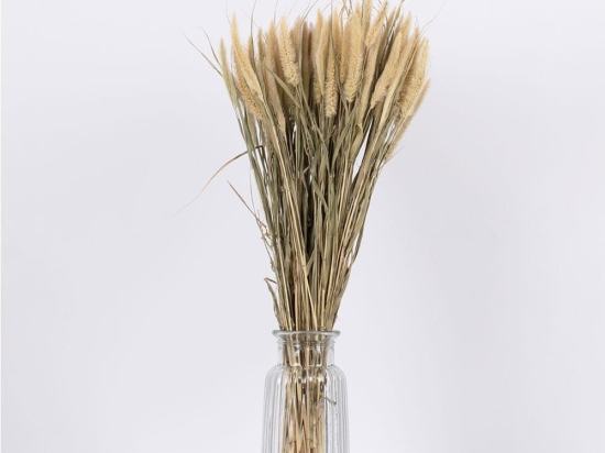 Μπουκέτο Αποξηραμένο Pennisetum 36503 60cm (Ακαθόριστος Αριθμός Τμχ) Beige-Green Globostar