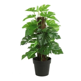 Φυτό Μονστέρα Σε Κασπώ 013.787817 35cm Green