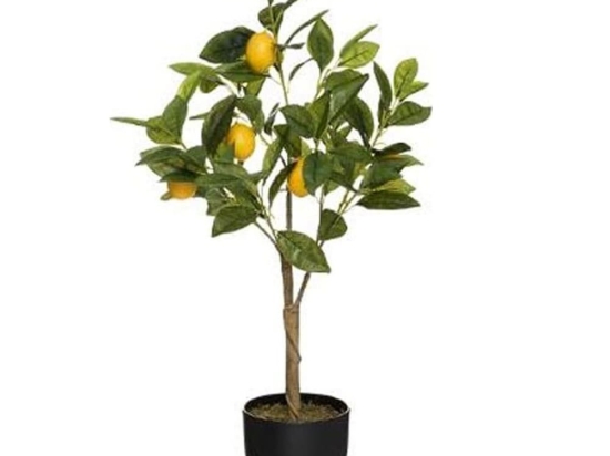 Λεμονιά Σε Κασπώ 07.179314 H70cm Green-Yellow Πολυαιθυλένιο