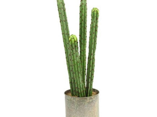 Διακοσμητικό Φυτό Σε Γλάστρα Cactaceae S 16x16x60cm Green Πολυαιθυλένιο