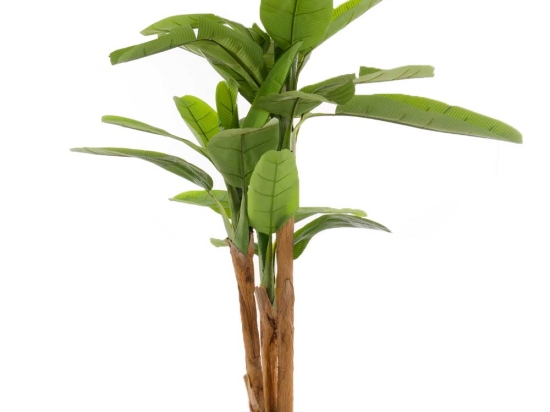 Banana Tree διακοσμητική γλάστρα μπανανιάς με πράσινα φύλλα 200 εκ