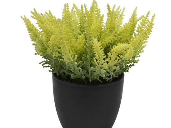 Γλαστράκι Με Φυτό 18cm 797516 Black Ankor Πλαστικό