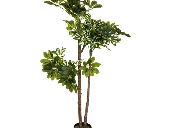 Φυτό σε γλάστρα Green6 pakoworld 70x65x135εκ