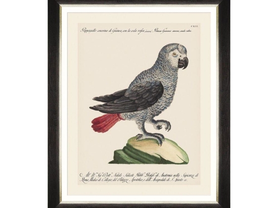 Κάδρο Parrots Of Brasil VI FA13216 40X50 MindTheGap Οριζόντιοι Ξύλο