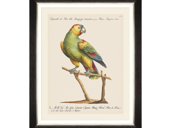 Κάδρο Parrots Of Brasil VII FA13217 40X50 MindTheGap Οριζόντιοι Ξύλο