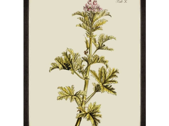 Κάδρο Botanical II FA13225 60x80cm Green MindTheGap Κάθετοι Ξύλο