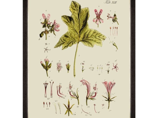 Κάδρο Botanical V FA13228 60x80cm Green MindTheGap Κάθετοι Ξύλο