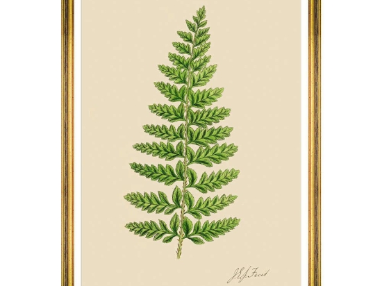 Κάδρο Ferns II FA13243 50x70cm Green MindTheGap Κάθετοι Ξύλο