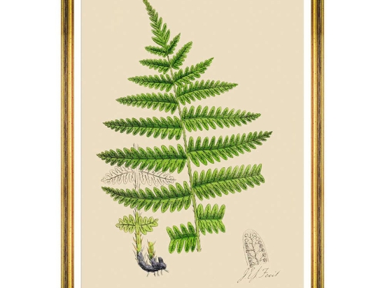 Κάδρο Ferns III FA13244 50x70cm Green MindTheGap Κάθετοι Ξύλο