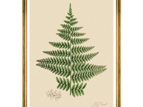 Κάδρο Ferns IV FA13245 50x70cm Green MindTheGap Κάθετοι Ξύλο