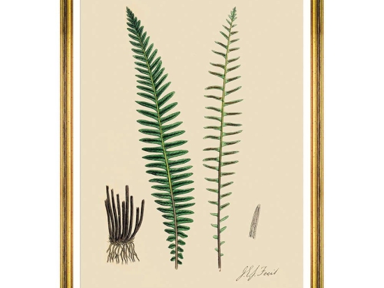 Κάδρο Ferns VI FA13247 50x70cm Green MindTheGap Κάθετοι Ξύλο