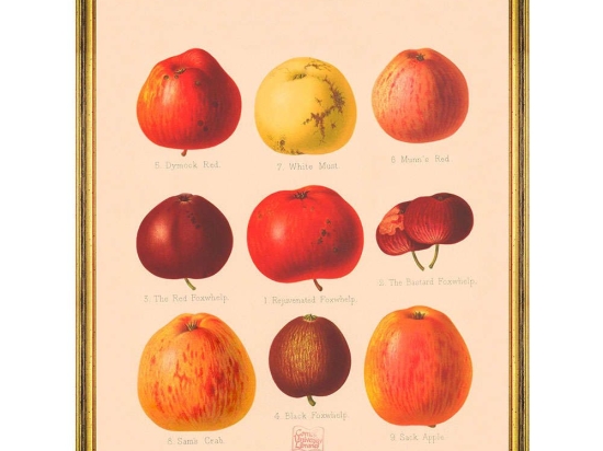 Κάδρο Pomona III FA13263 55x70cm Red-Yellow MindTheGap Κάθετοι Ξύλο