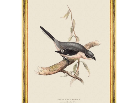 Κάδρο Great Grey Shrike FA13233 35x50cm Grey-Brown MindTheGap Κάθετοι Ξύλο