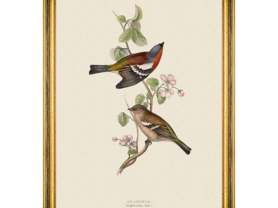 Κάδρο Chaffinch FA13231 35x50cm Multi MindTheGap Κάθετοι Ξύλο