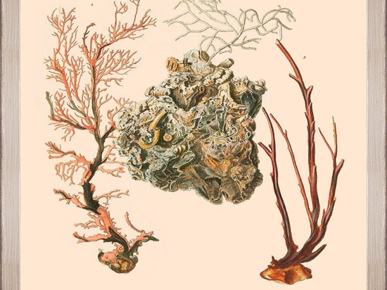 Κάδρο Deliciae Naturae Iii Fa13355 35X50Cm Beige-Orange Mindthegap Κάθετοι Ξύλο