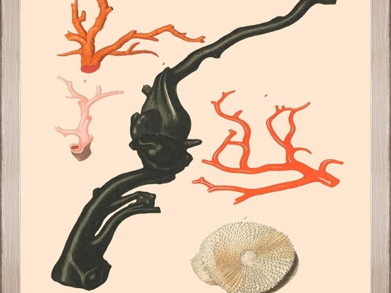 Κάδρο Deliciae Naturae Iv Fa13356 35X50Cm Beige-Black Mindthegap Κάθετοι Ξύλο