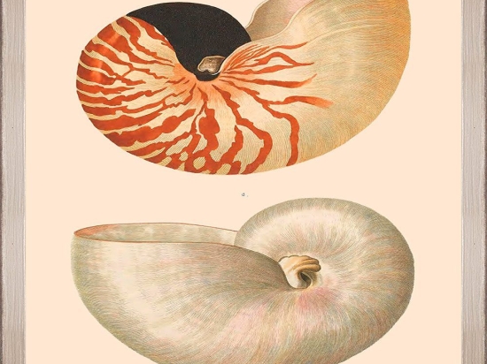 Κάδρο Deliciae Naturae Vi Fa13358 35X50Cm Beige-Orange Mindthegap Κάθετοι Ξύλο