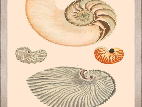 Κάδρο Deliciae Naturae Vii Fa13359 35X50Cm Beige-Cream Mindthegap Κάθετοι Ξύλο