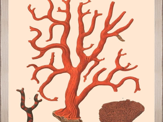 Κάδρο Deliciae Naturae Ix Fa13361 35X50Cm Beige-Orange Mindthegap Κάθετοι Ξύλο
