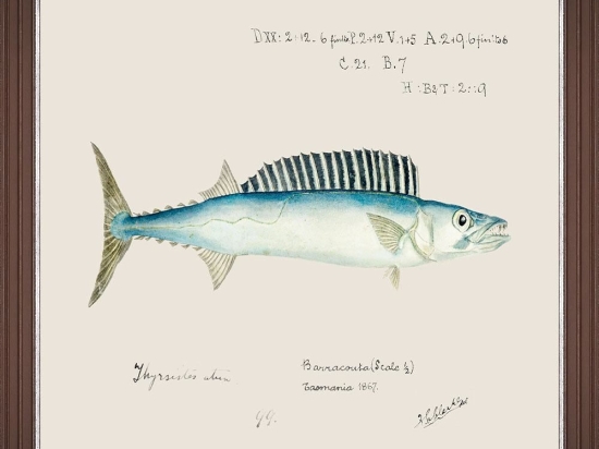 Κάδρο Mediterranean Fish - Barracuda By F Clark Fa13374 50X35Cm Light Blue Mindthegap Οριζόντιοι Ξύλο