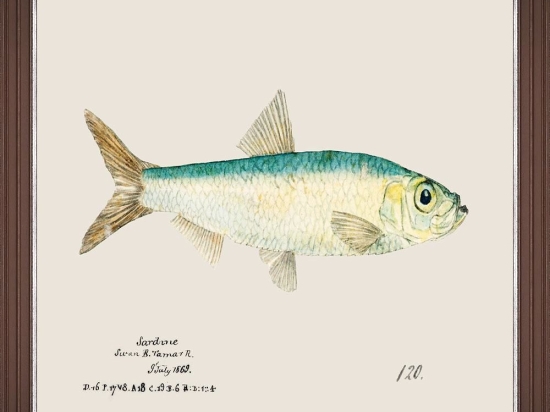Κάδρο Mediterranean Fish - Sardine By F Clark Fa13379 50X35Cm Light Blue Mindthegap Οριζόντιοι Ξύλο
