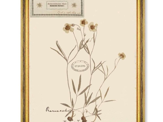 Κάδρο Herbarium Alpinium IV FA13458 35x50cm Multi MindTheGap Κάθετοι Ξύλο,Γυαλί