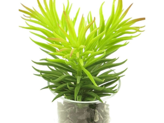 Τεχνητό Φυτό Παχύφυτο 1570-6 9x17cm Green Supergreens Πολυέστερ