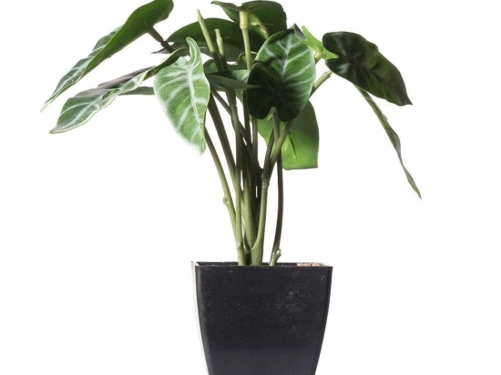 Τεχνητό Φυτό Αλοκάσια Amazonica Polly 0160-6 14x18x22cm Green Supergreens Πολυαιθυλένιο