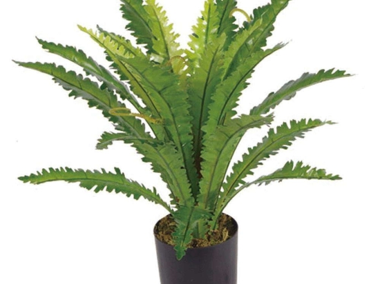 Τεχνητό Φυτό Ασπλήνιο Antiquum 9860-6 50x50x50cm Green Supergreens Πολυαιθυλένιο