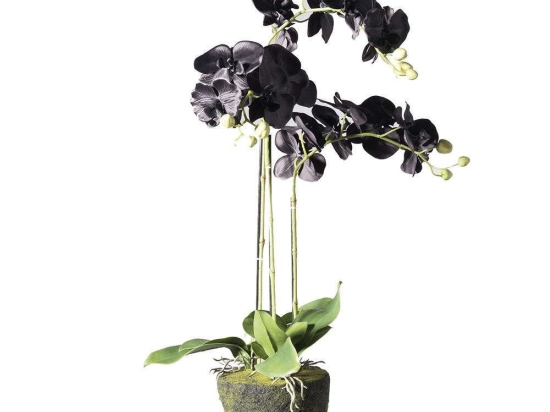 Τεχνητό Φυτό Ορχιδέα Με Βάση Moss 5170-6 39x25x85cm Black Supergreens Πολυαιθυλένιο
