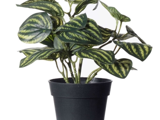Τεχνητό Φυτό Πεπερόμια Watermelon 8160-6 24x24x25cm Green Supergreens Πολυαιθυλένιο