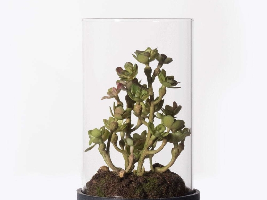 Τεχνητό Φυτό Σέντουμ Cauticola 4260-6 15cm Green Supergreens Πολυαιθυλένιο