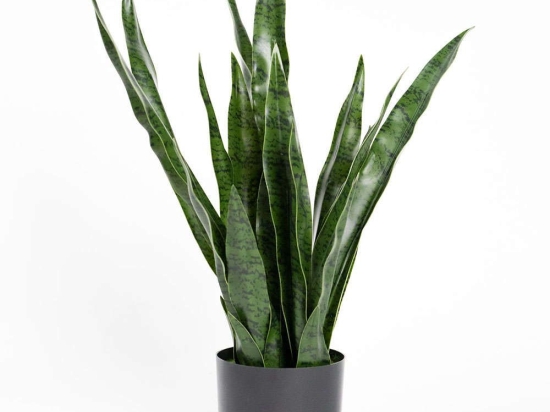 Τεχνητό Φυτό Σανσεβιέρια Robusta 0980-6 70cm Green Supergreens Πολυαιθυλένιο