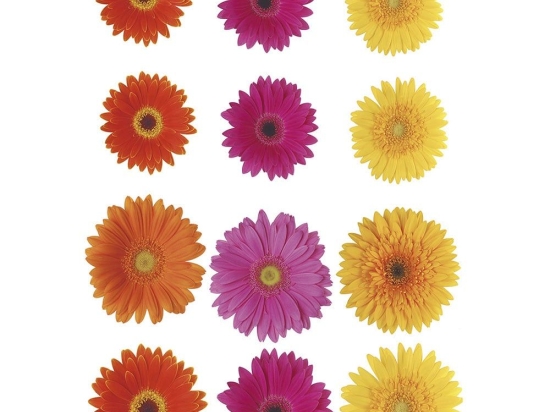 Διακοσμητικά Αυτοκόλλητα Gerbera 1912 15x23,5cm Multicolor Kleine Wolke Πλαστικό