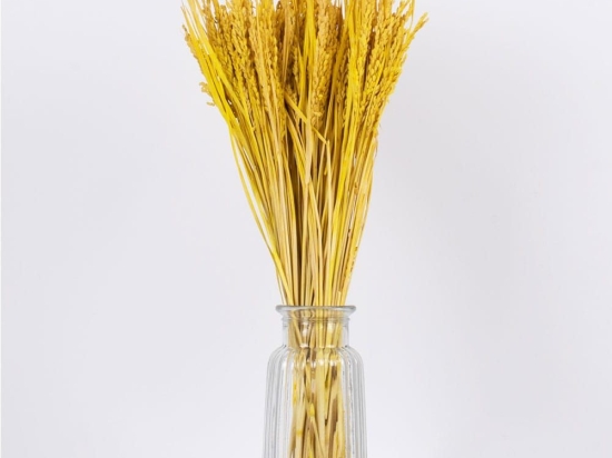 Μπουκέτο Αποξηραμένο Risegrass 36506 60cm (Ακαθόριστος Αριθμός Τμχ) Beige-Yellow Globostar