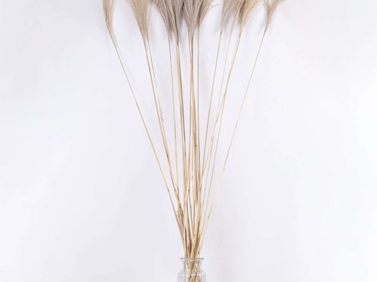 Μπουκέτο Αποξηραμένων Κλαδιών Miscanthus 36539 140cm (Ακαθόριστος Αριθμός Τμχ) Beige Globostar