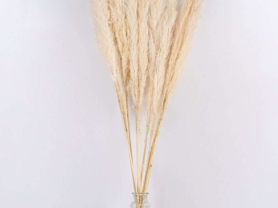 Μπουκέτο Αποξηραμένων Κλαδιών Pampasgrass 36510 150cm (Ακαθόριστος Αριθμός Τμχ) Beige-Ecru Globostar