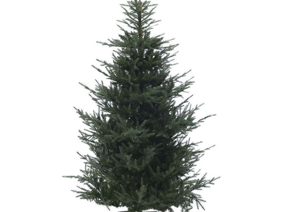 Χριστουγεννιάτικο Δέντρο 2-85-613-0024 270cm (4598Tips) Green Inart