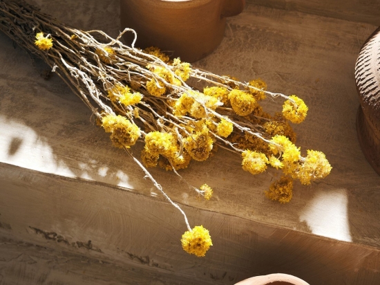 Λουλούδια Αποξηραμένα Sanfordi 120 45cm 40gr Yellow Gofis Home