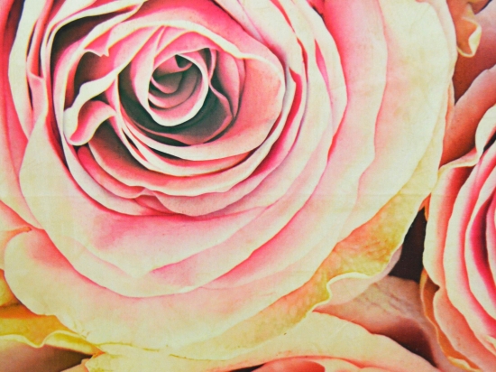 Χαλί Heaven 5408 Pink 200X275cm