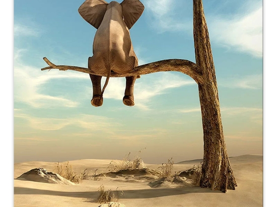 ΠΙΝΑΚΑΣ ΣΕ ΚΑΜΒΑ "ELEPHANT ON BRANCH" MEGAPAP ΨΗΦΙΑΚΗΣ ΕΚΤΥΠΩΣΗΣ 50X50X3ΕΚ.
