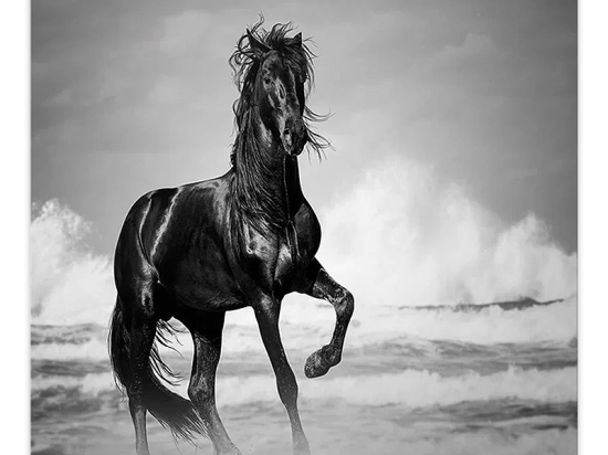 ΠΙΝΑΚΑΣ ΣΕ ΚΑΜΒΑ "BLACK HORSE" MEGAPAP ΨΗΦΙΑΚΗΣ ΕΚΤΥΠΩΣΗΣ 60X60X3ΕΚ.