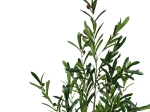 ΔΙΑΚΟΣΜΗΤΙΚΟ ΦΥΤΟ OLIVE TREE ΣΕ ΓΛΑΣΤΡΑ INART ΠΡΑΣΙΝΟ PP Υ120ΕΚ