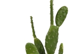 ΔΙΑΚΟΣΜΗΤΙΚΟ ΦΥΤΟ CACTUS ΣΕ ΓΛΑΣΤΡΑ INART ΠΡΑΣΙΝΟ PP Υ64ΕΚ