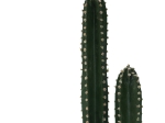 ΔΙΑΚΟΣΜΗΤΙΚΟ ΦΥΤΟ CACTUS III ΣΕ ΓΛΑΣΤΡΑ INART ΠΡΑΣΙΝΟ PP Υ85ΕΚ