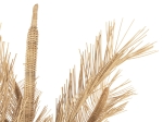 ΔΙΑΚΟΣΜΗΤΙΚΟ ΔΕΝΤΡΟ HM7871 RATTAN ΣΕ ΦΥΣΙΚΟ ΧΡΩΜΑ Φ110x180Yεκ.