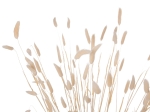 ΔΙΑΚΟΣΜΗΤΙΚΟ ΜΠΟΥΚΕΤΟ ΑΠΟΞΗΡΑΜΕΝΟ HM7959 RABBIT TAIL- CREAM 50gr 76Υεκ.