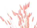 ΔΙΑΚΟΣΜΗΤΙΚΟ ΜΠΟΥΚΕΤΟ ΑΠΟΞΗΡΑΜΕΝΟ HM7960 RABBIT TAIL-PINK 75Υεκ.